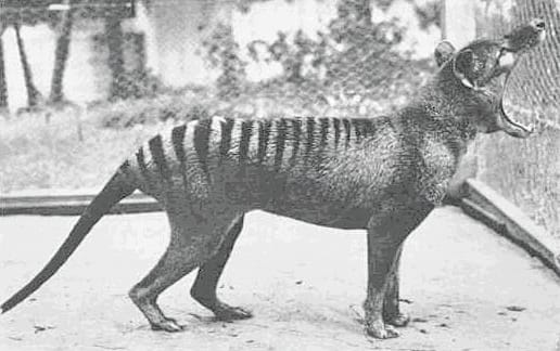 Connect with Conservation – de-extinction dilemma