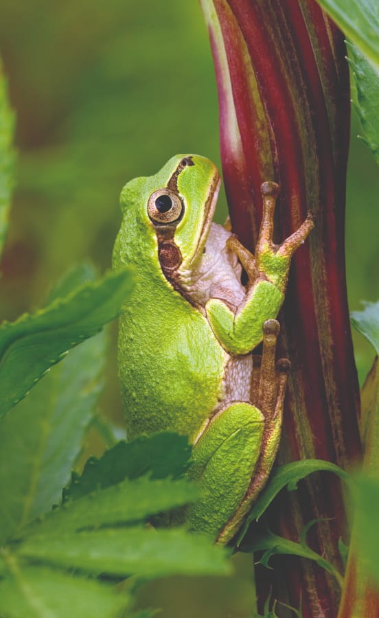 Connect with conservation – photographing extinction