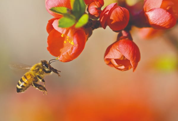 Connect with Conservation: insect apocalypse