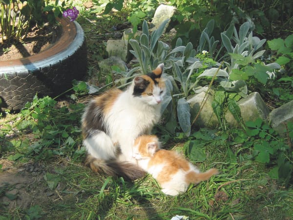 Connect with Conservation: cat-astrophe