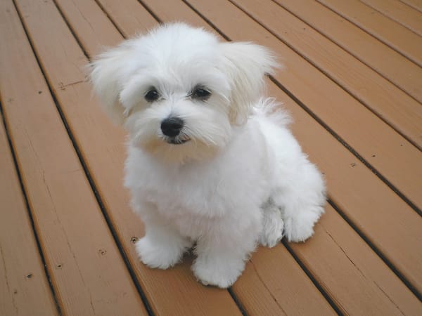 Puppy science: Why they are so cute?