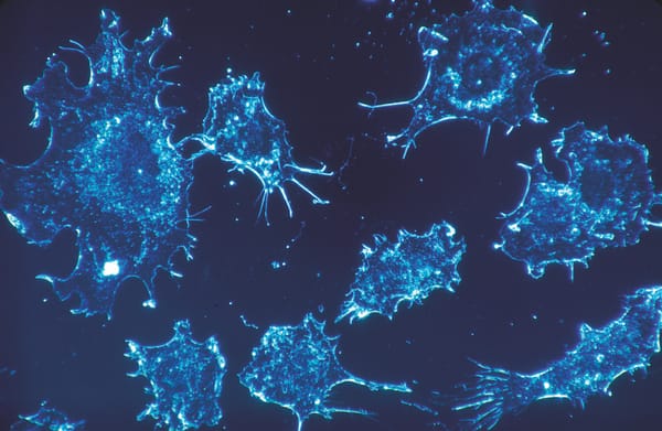 Cancer and the immune system – friend or foe?