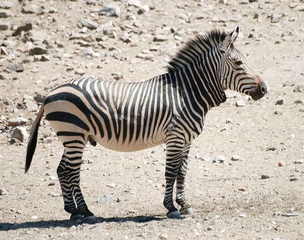 Always be a zebra