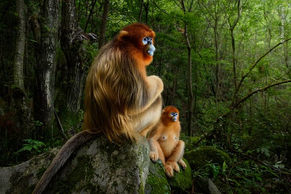 Wildlife photography for all levels of expertise