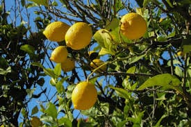 When life gives you lemons -12 options besides lemonade