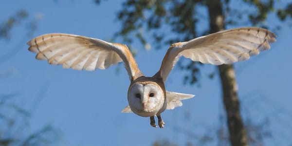 Researchers Show Noise Pollution is Threatening the Survival of a Number of Species