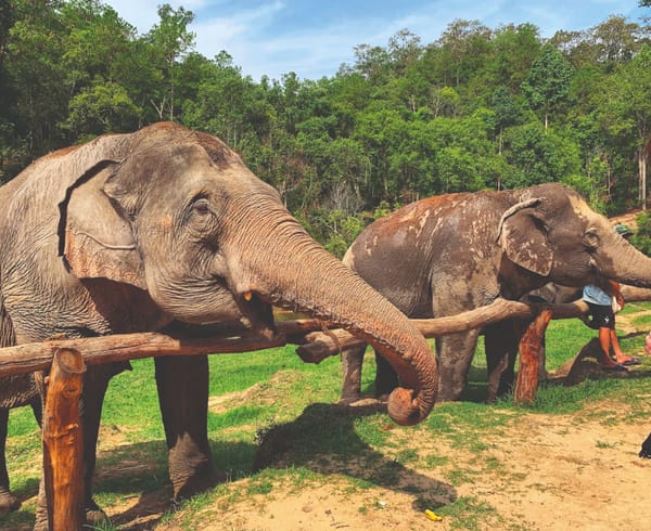 Exploitation of Animals in Wildlife Tourism