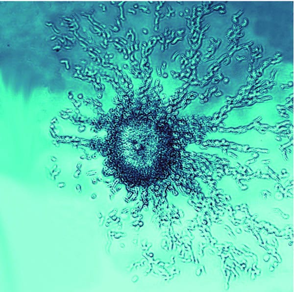 Slime moulds its own little landscape
