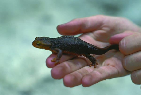 Frogs' habitats affected
