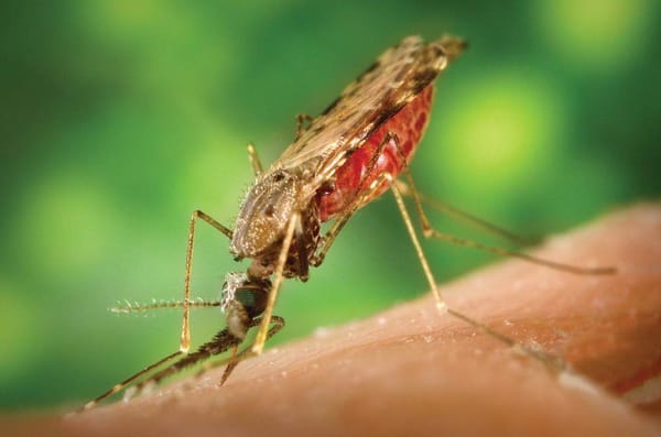 Malaria vaccine enters phase III trials
