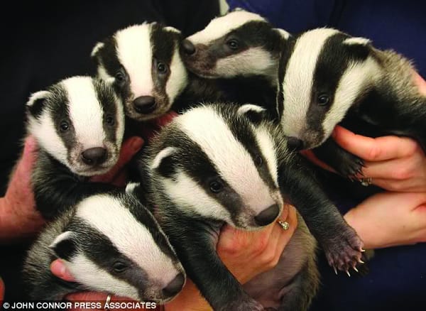 Badgering the badgers
