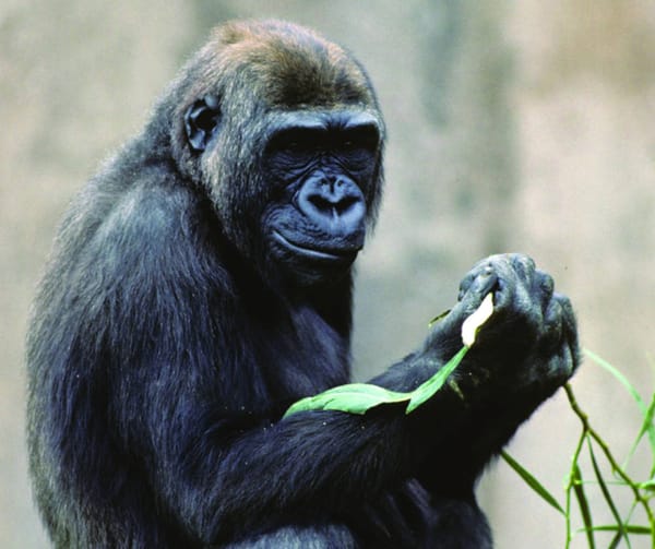 Last great ape genome sequenced
