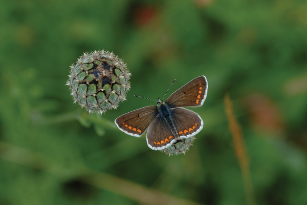 Butterflies get boost from climate
