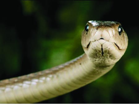 Deadly snake venom better pain-killer than morphine
