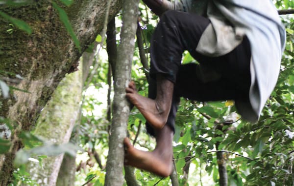 Ugandan pygmy tribe display flexible footwork skills
