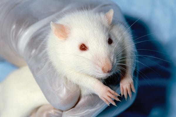 Rats get infrared ‘sixth sense’
