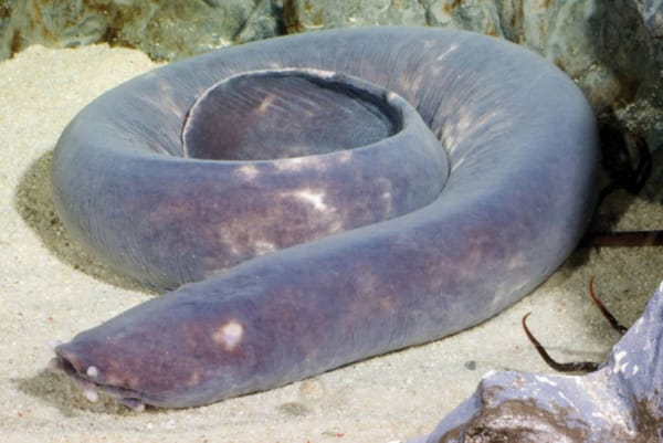 The slimy world of Hagfish Haute Couture
