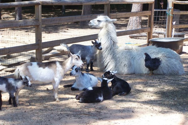 PETA complains to the Rector over Queen’s Lawn petting zoo
