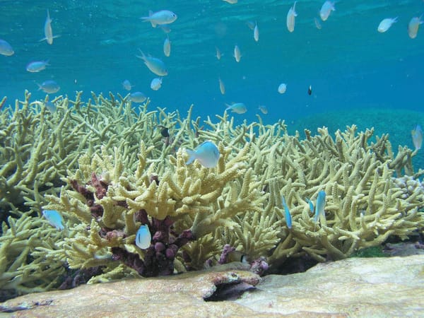 The hidden secrets of coral reefs
