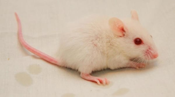 Jet lag resistance in mice
