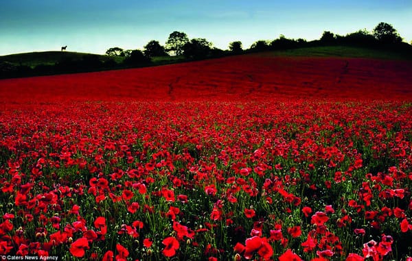 Poppies will put them to sleep
