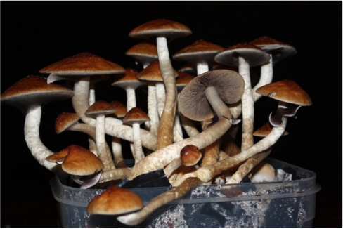 Imperial College scientists to study potential benefits of psilocybin in patients with depression
