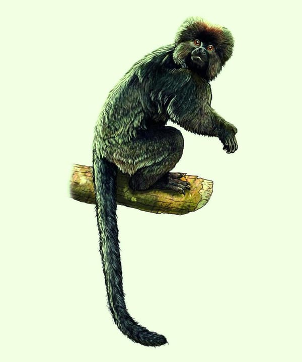 Out of Africa? Fossils shed light on primate origins
