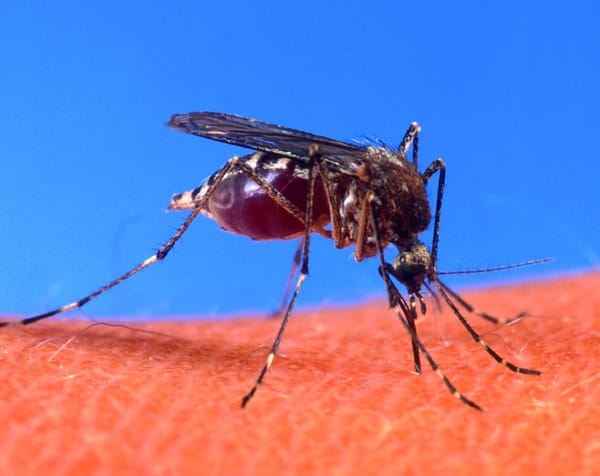 New antibodies could treat dengue fever
