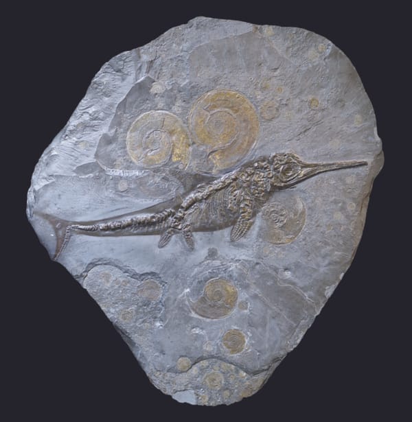 Who really killed the Ichthyosaur?
