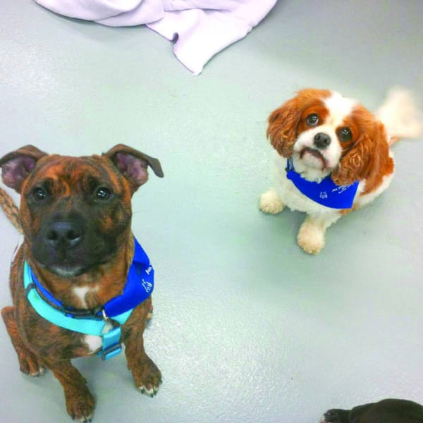 Dog therapy for stressed students