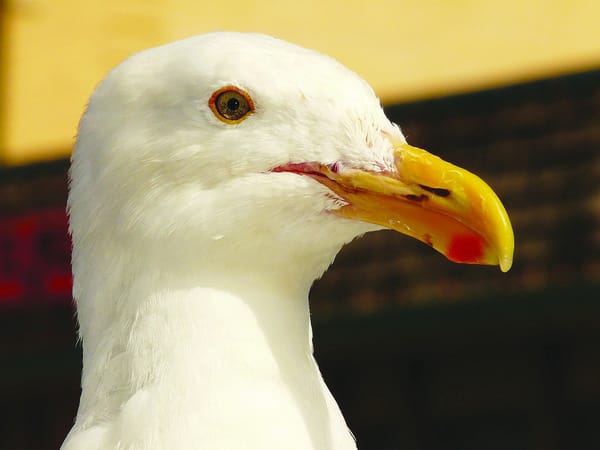 Spotted | The seagull of nightmares
