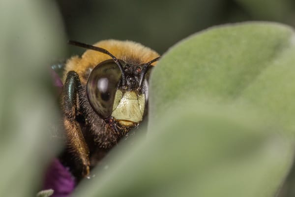 Helping out a bee in need