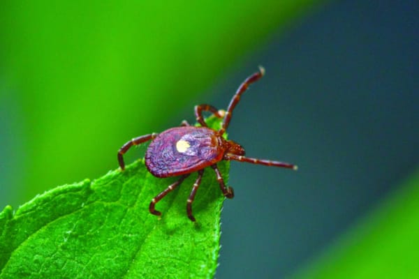 Workings of a tick’s immune system
