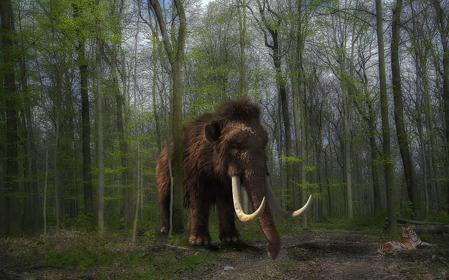 Mammoth In Forest