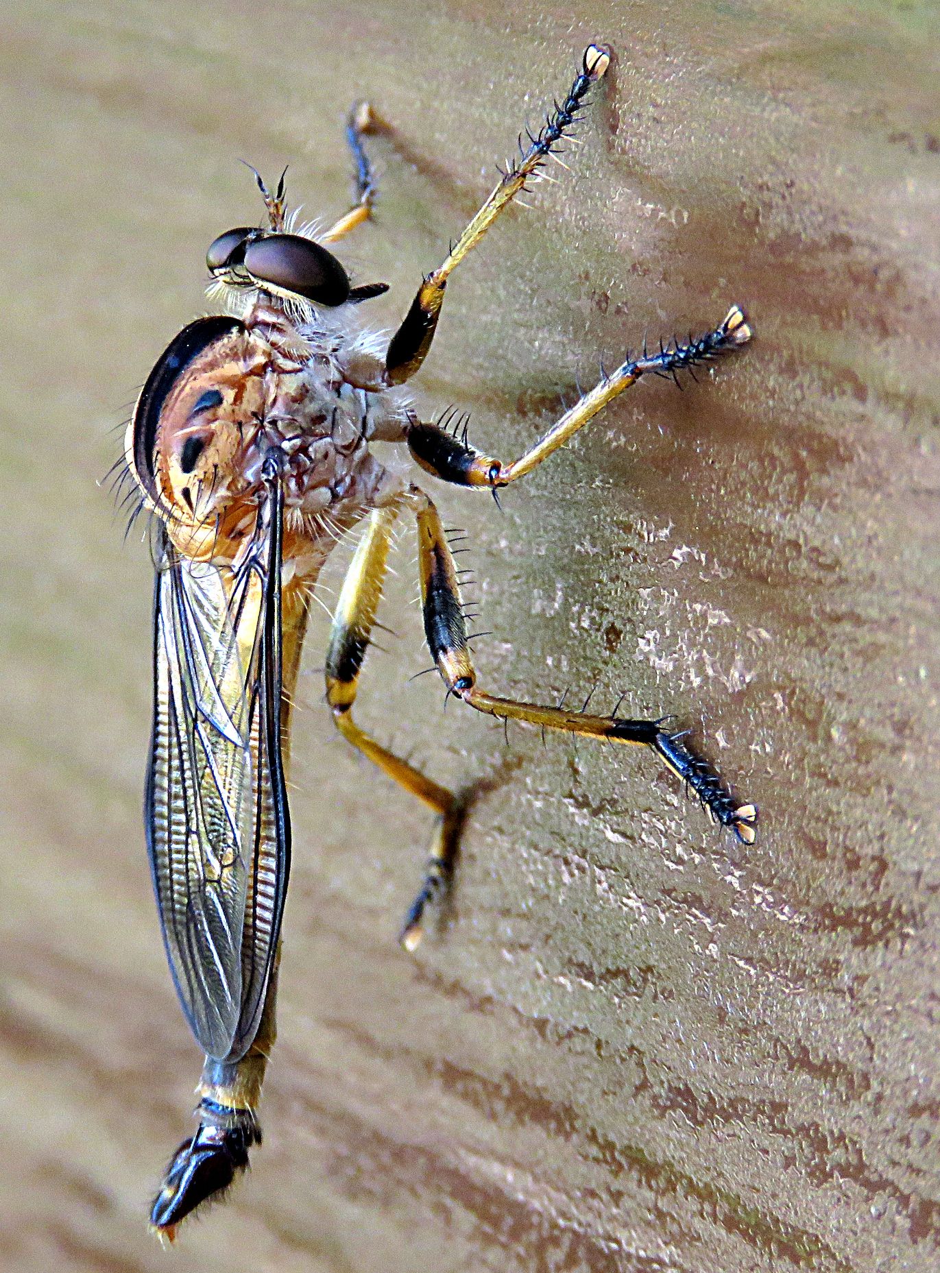 Closeup Robber Fly