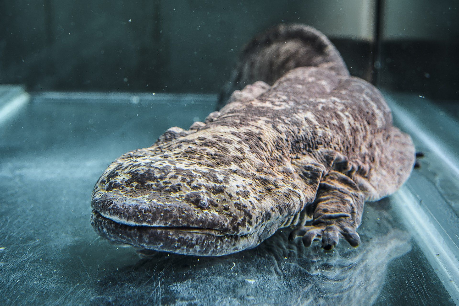 The Chinese giant salamander | Science | Felix Online