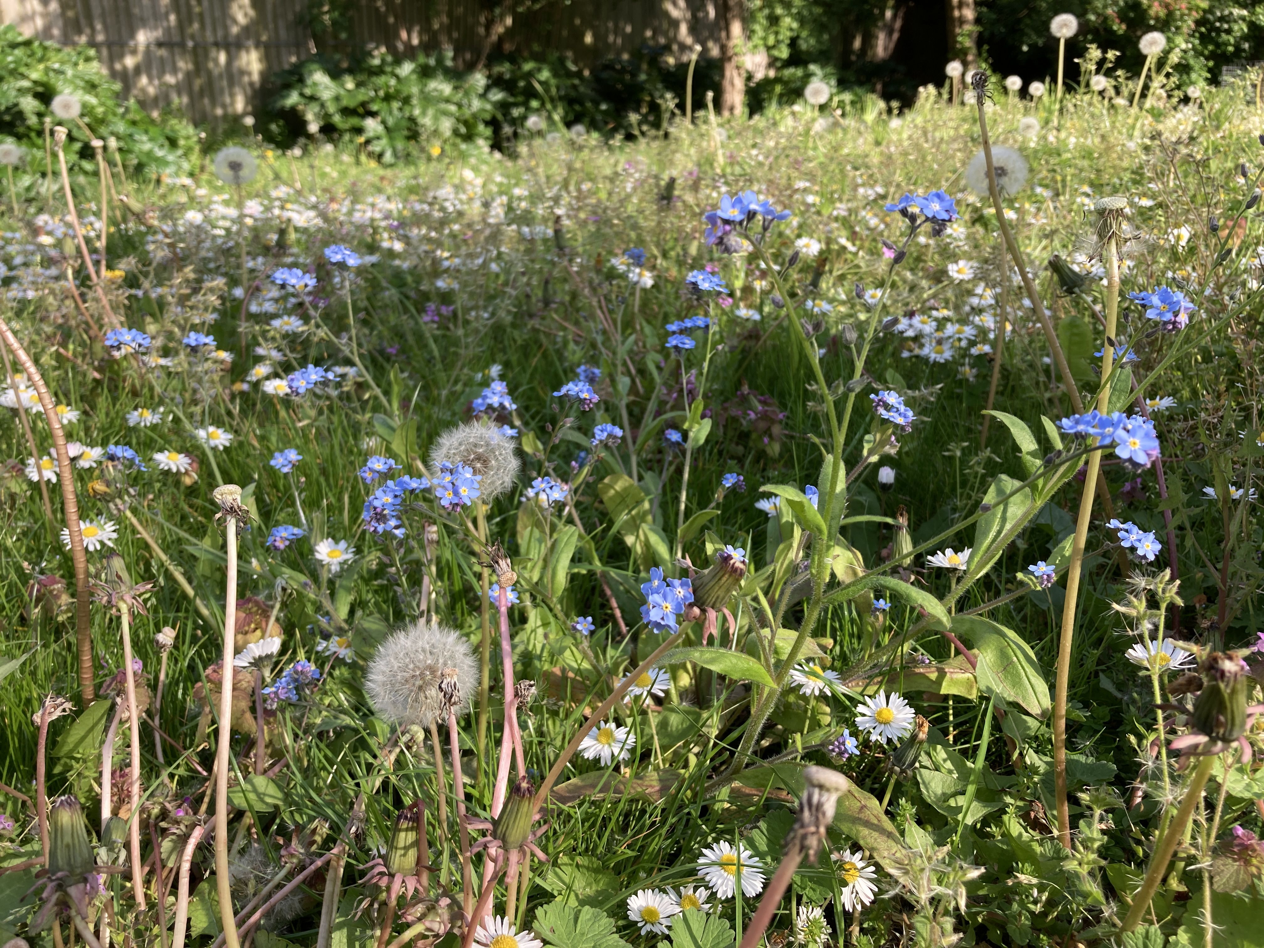 Fulham wildflowers