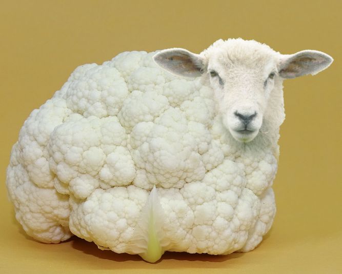 Cabbage Sheep Food 1788