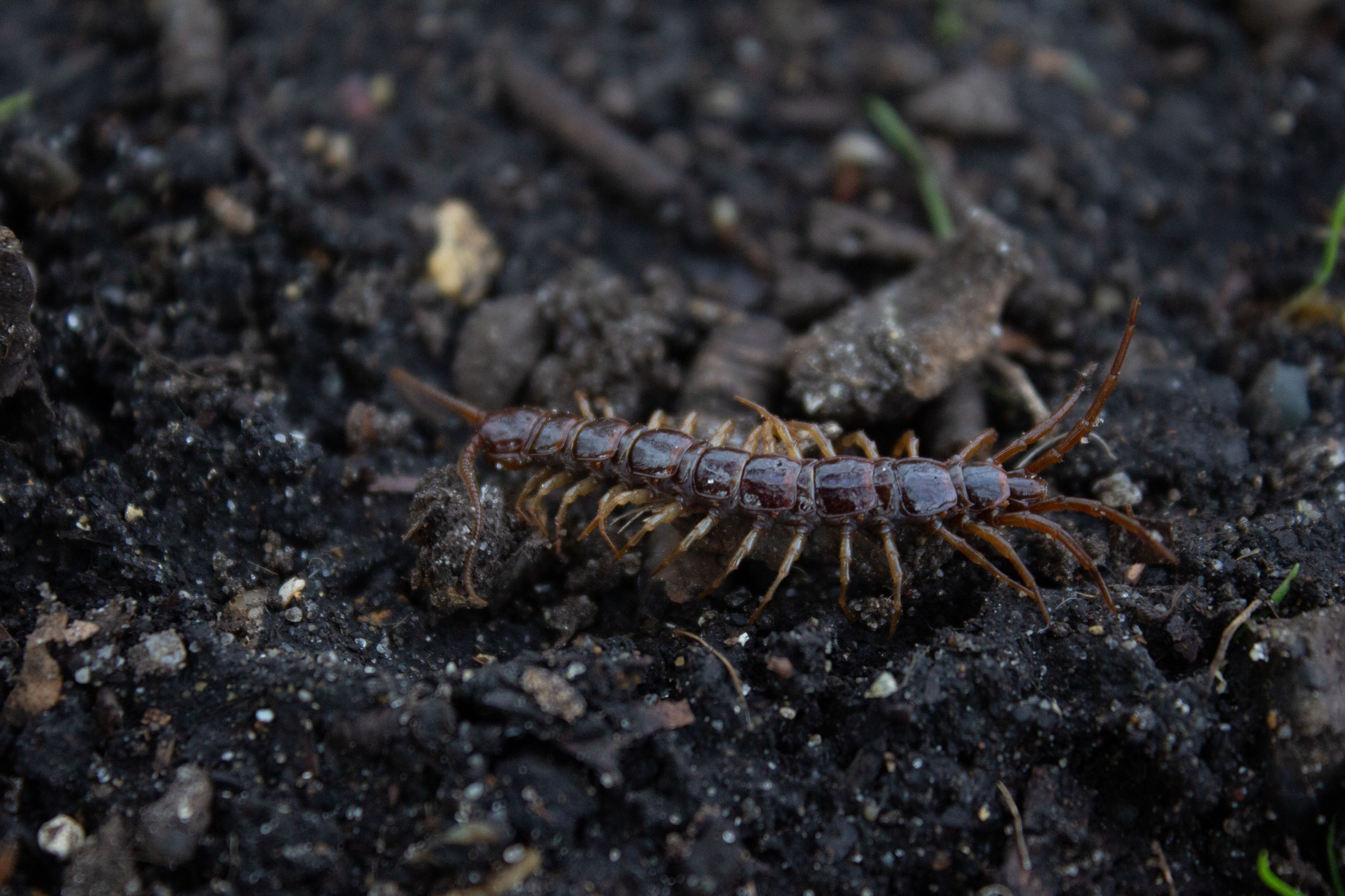 A Brown Stone Centipede Lithobius Forficatus Found Under A Piece Of Dead Wood In Hyde Park London