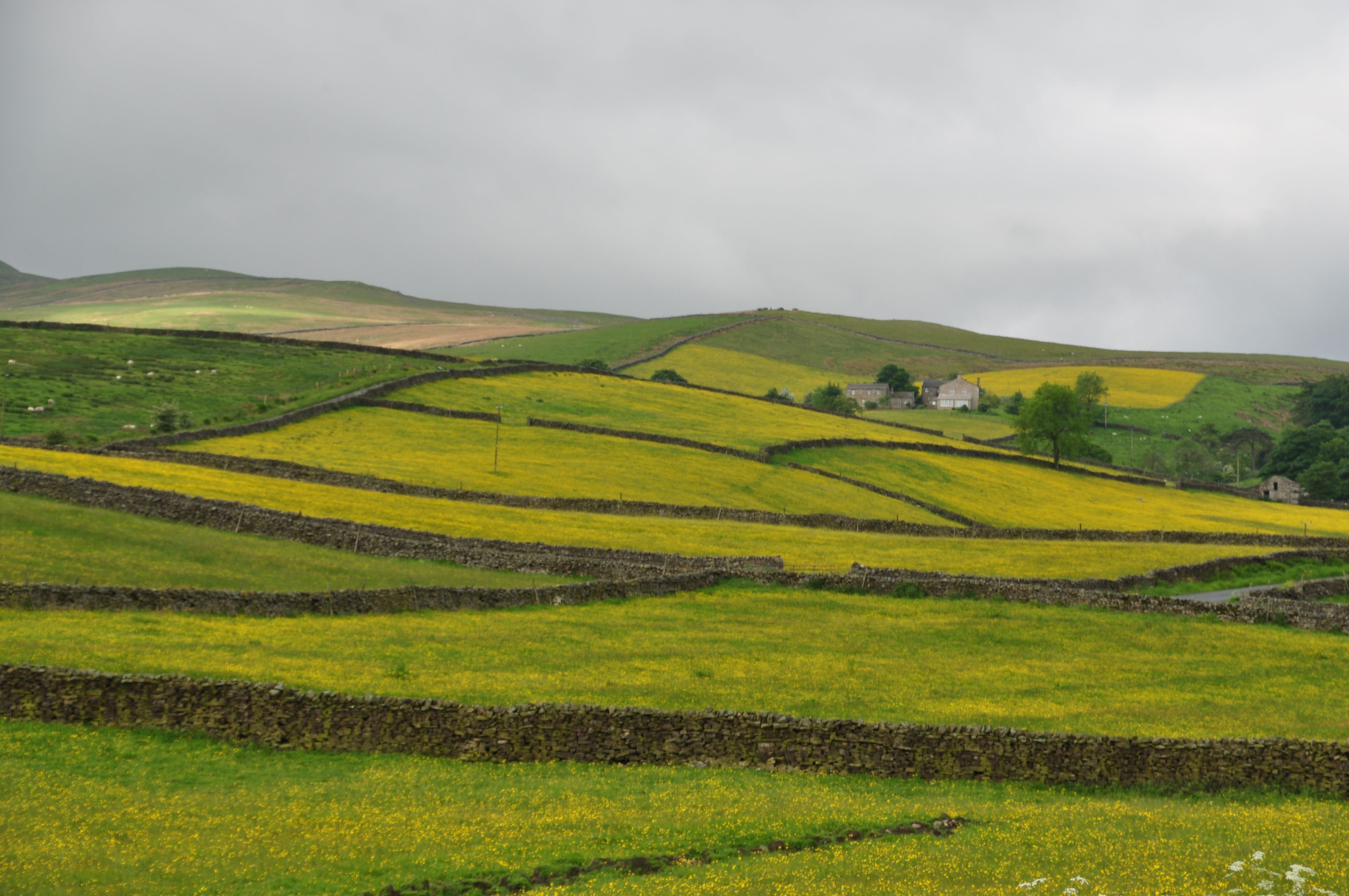 Fields Above Hawes 6965
