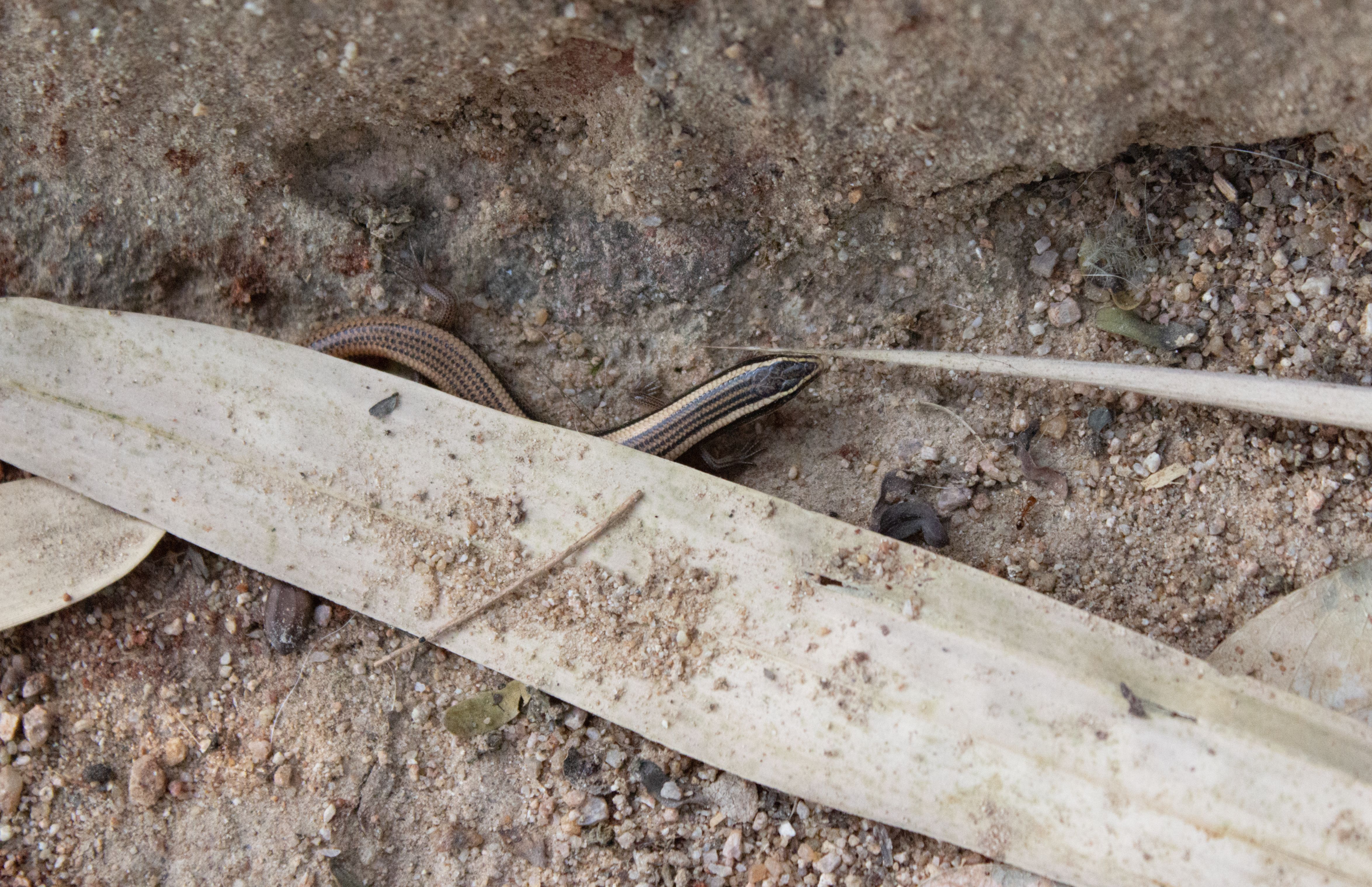 A Spotted Supple Skink Riopa Punctata Flipped Under A Concrete Slab At Kbr Park Hyderabad